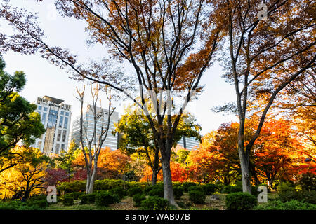 Japan, Honshu, Tokyo, Hibiya, Hibiya Park, Autumn Leaves, 30076007 Stock Photo