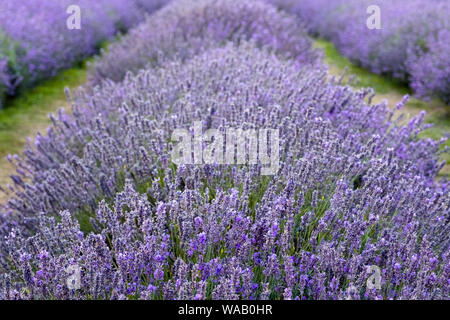 A close-up of a colourful row of bright purple lavender in full bloom Stock Photo