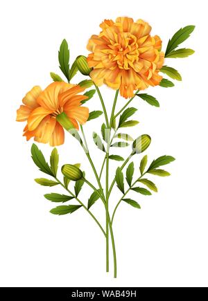 Simple Marigold flower, mix media drawing. 