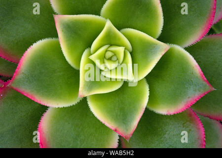 Succulent plant, Scotland Stock Photo