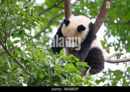 Giant Panda sleeping high up a in tree in Chengdu Sichuan China Stock Photo