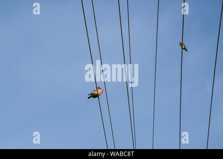 Birds perching on electrical power lines or wires. Space for text. Stock Photo