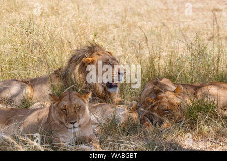 Lions sleeping in the high grass in the savanna Stock Photo