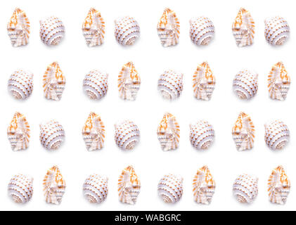 Crustacean Shell Patterning Sea natural shell, original pattern of marine life. Safety Shelter for ...