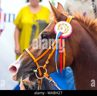 Portrait of horse. Stock Photo