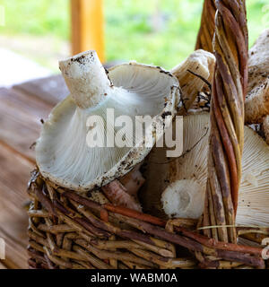 milk mushrooms in a basket close up, collected full basket of mushrooms in the forest. Close-up Stock Photo