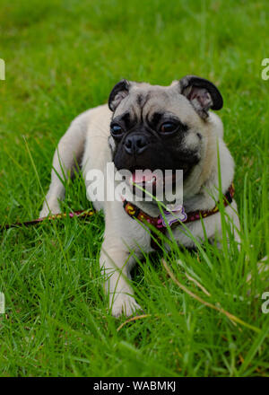 pug tired after playing and having a rest  on the lush green grass. Stock Photo