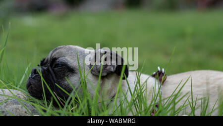 lazy pug trying to sleep, as pugs are known for their laziness. Stock Photo