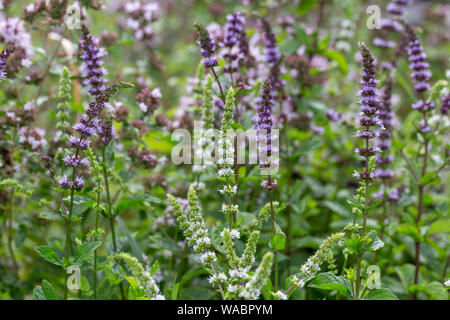 Mint blooms in the garden purple and white flowers of different varieties of mint Stock Photo