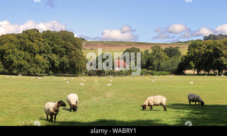 An English Rural Landscape in the Chiltern hills with grazing Sheep