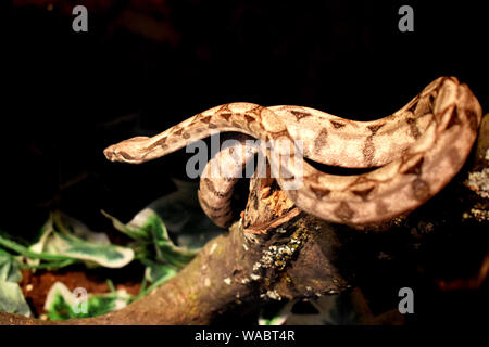 Royal python - Ball python - King python - Python regius - Royal python snake - Reptile Stock Photo