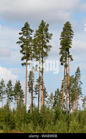 Tall pine trees against the blue and white sky in summer Stock Photo