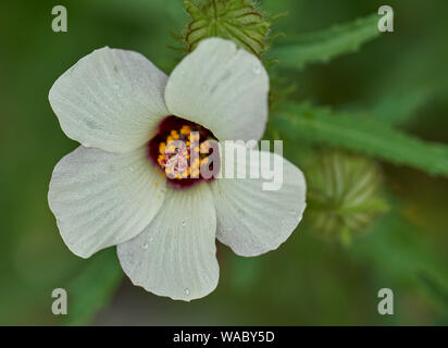 Abutilon theophrasti flower close up Indian mallow velvetleaf Stock Photo