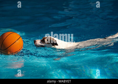 Dog swimming towards basketball floating in blue water Stock Photo