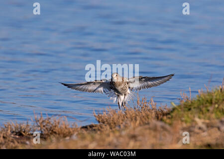 Dunlin (Calidris alpina) in winter plumage taking off from the shore Stock Photo