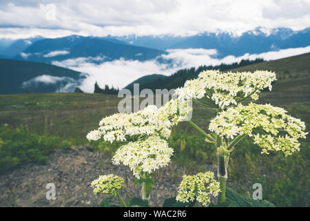Cow Parsnip, also known as Hogweed Plant, in Olympic National Park along Hurricane Ridge Stock Photo