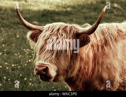 Blonde Highland Cow at Pollok Country Park in Glasgow, Scotland, Stock Photo