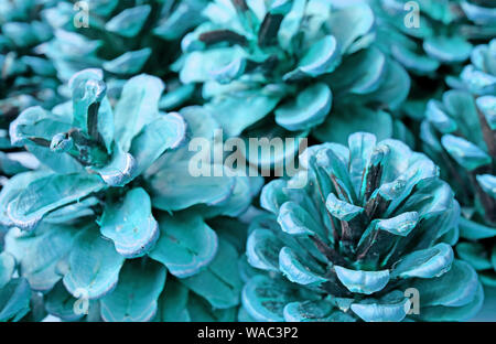 Heap of Dry Pine Cones in Turquoise Blue Color Stock Photo