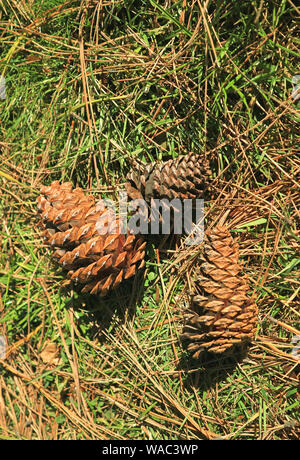 Dry pine cones on the pile of fallen pine needles in the sunlight Stock Photo