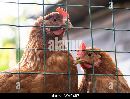 Two hens behind a fence in a "free range" environment Stock Photo