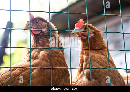 Two hens behind a fence in a "free range" environment Stock Photo