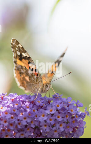 Painted lady "Vanessa cardui" on a Buddleia, Britain, UK Stock Photo