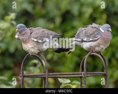 Wood Pigeon Columba palumbus pair on rose trellis after rain shower Stock Photo