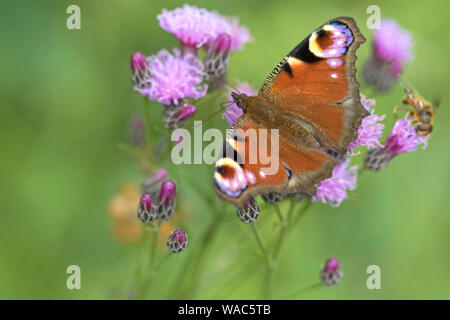Peacock butterfly "Aglais io" Britain,UK Stock Photo