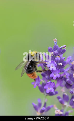 Red-tailed bumblebee, Britain, UK Stock Photo