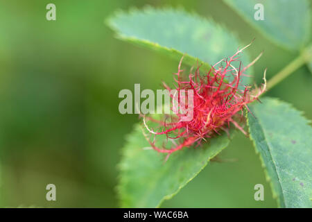 Robin's Pincushion 'Diplolepis rosae' on a wild rose, England, UK Stock Photo