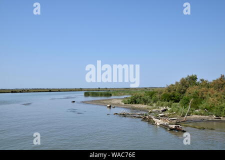 wild bulls and horses of the Camargue, Southern France Stock Photo