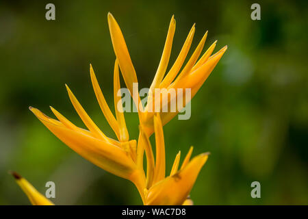 Heliconia psittacorum Golden Torch Stock Photo