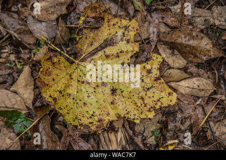 A wet yellow leaf decaying on the ground fallen in autumn with other brown leaves Stock Photo