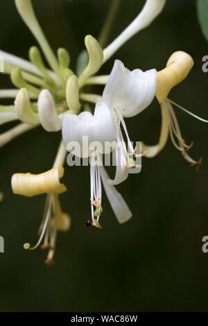 Native Honeysuckle "Lonicera periclymenum", England, UK Stock Photo