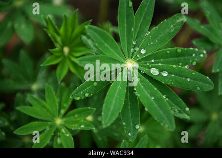 Drops of water rain or dew on green leaves of lupine Stock Photo