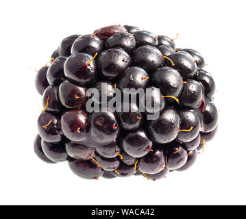 single blackberry fruit cutout on white background Stock Photo
