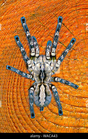 Indian Ornamental Tarantula (Poecilotheria Regalis) digital art Stock Photo