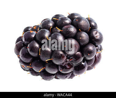 fresh ripe blackberry fruit cutout on white background Stock Photo
