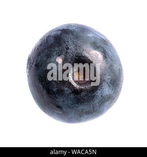single ripe blueberry cutout on white background Stock Photo