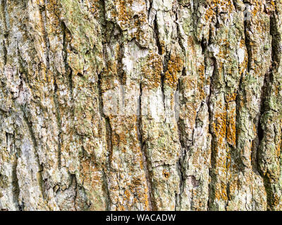 horizontal natural background - bark of old oak tree (quercus robur, common oak) close-up Stock Photo