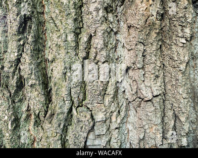horizontal natural background - bark of mature poplar tree (populus nigra, black poplar) close-up Stock Photo