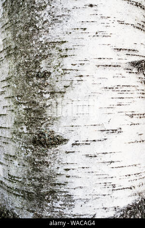 vertical natural background - bark of mature birch tree ( betula alba, betula pubescens, white birch) close-up Stock Photo