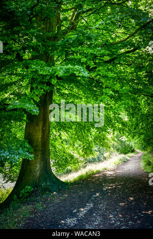 Blenheim Palace. The Beautiful parks and grounds of the Blenheim Palace estate. British countryside. Woodstock, Oxfordshire, England, United Kingdom. Stock Photo