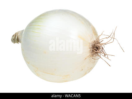 bulb of fresh white onion cutout on white background Stock Photo