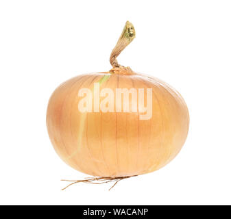 fresh bulb onion cutout on white background Stock Photo