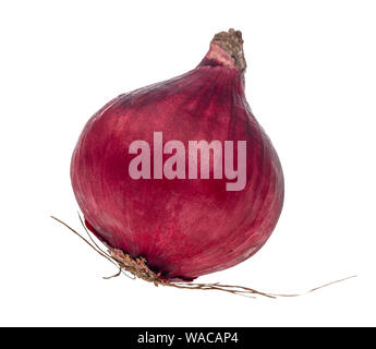 bulb of fresh red onion cutout on white background Stock Photo