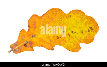 yellow and orange fallen oak leaf cutout on white background Stock Photo