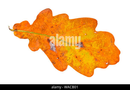 fallen orange oak leaf cutout on white background Stock Photo