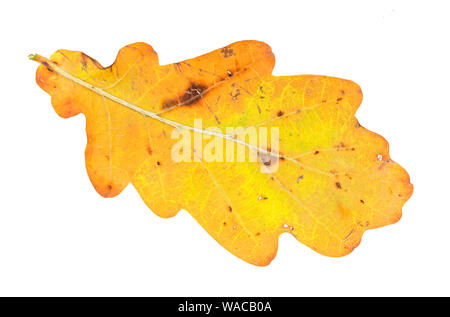 fallen yellow oak leaf cutout on white background Stock Photo