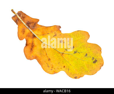autumn yellow oak leaf cutout on white background Stock Photo